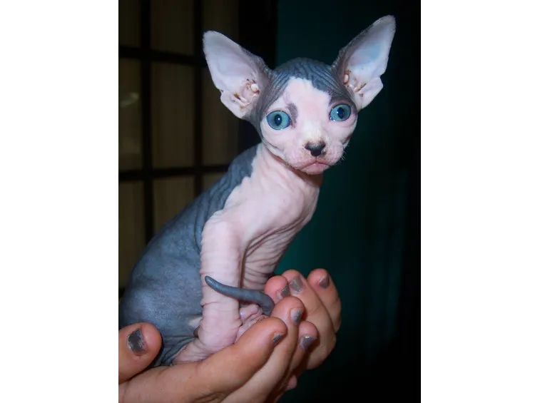 Sphynx