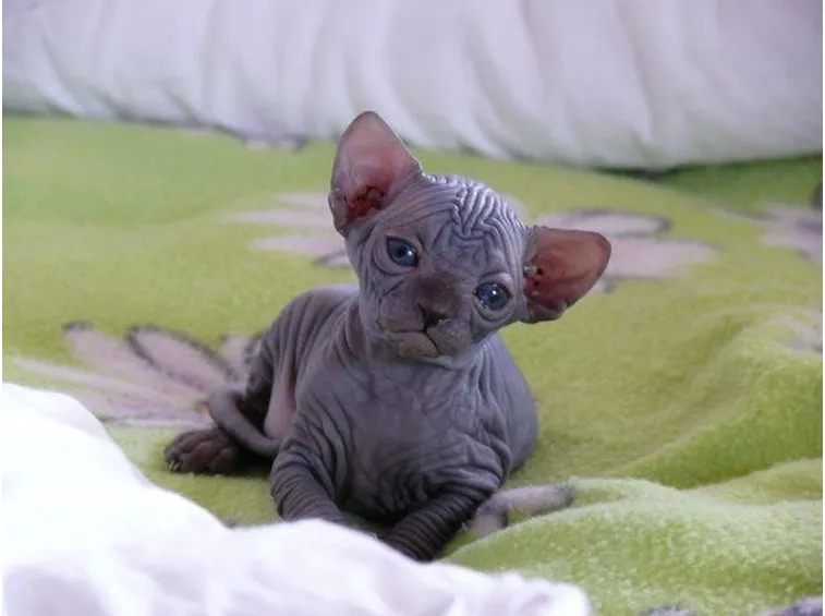 Cucciolo di sphynx