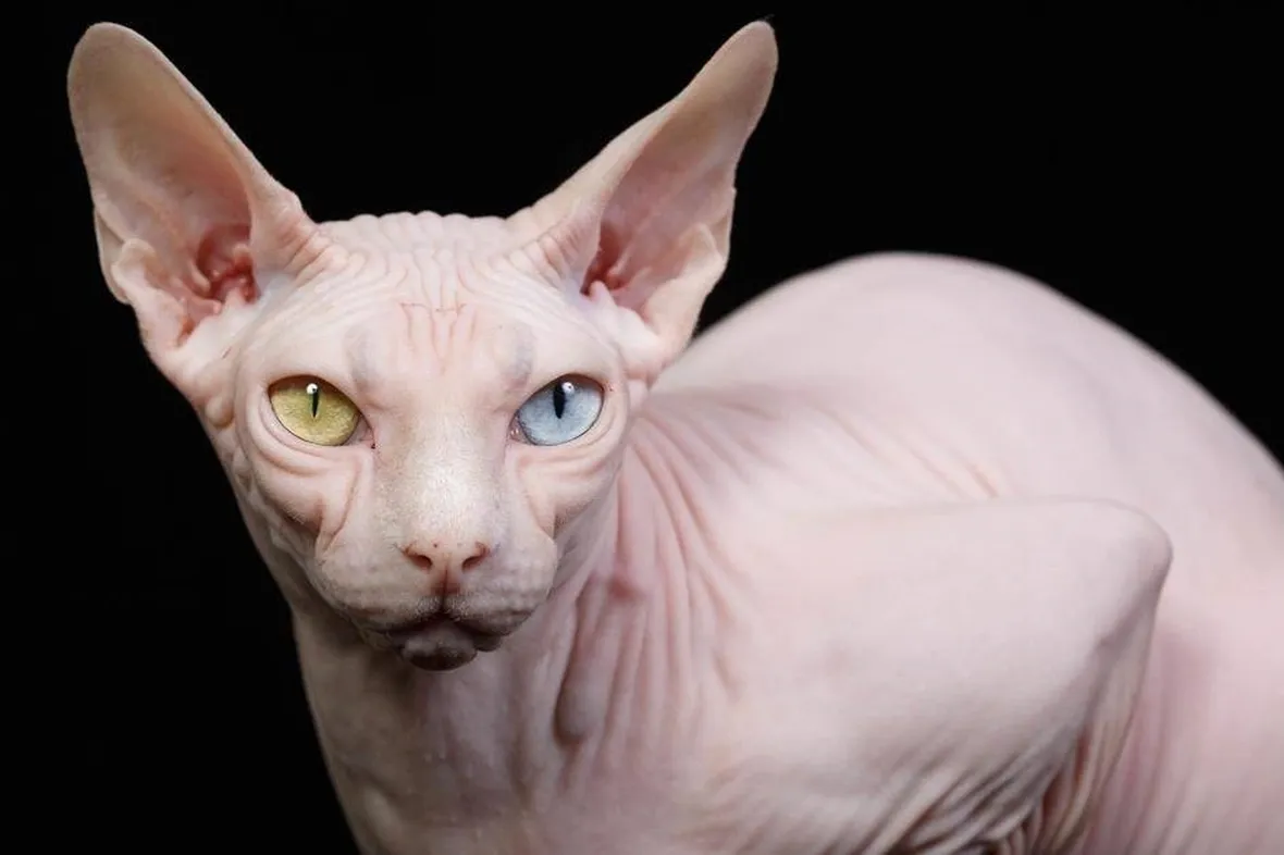 Sphynx