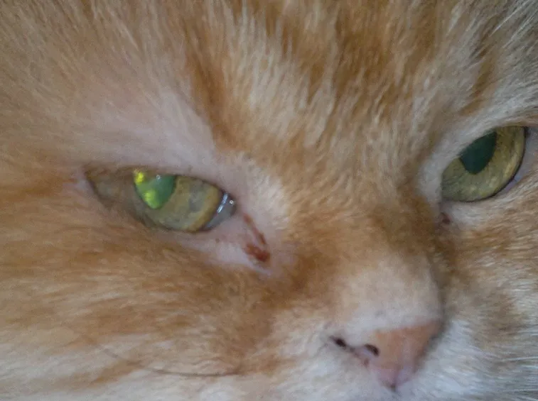 Gatto con evidente malattia all'occhio