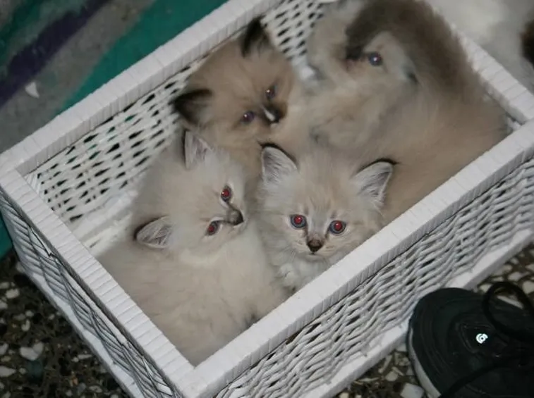 Malattie gatto