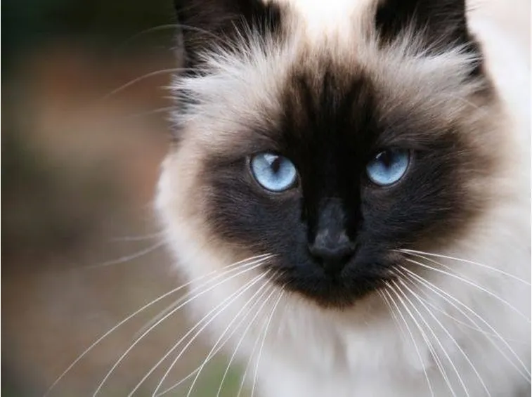 Sintomi malattie gatto
