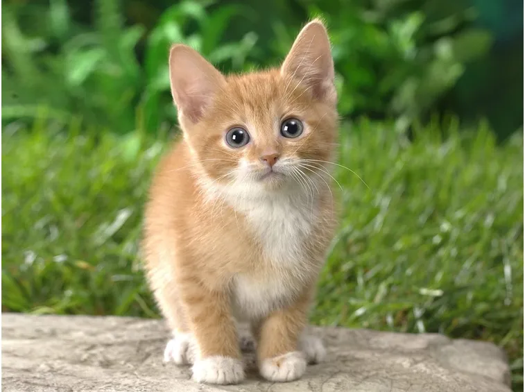 omeopatia gatto