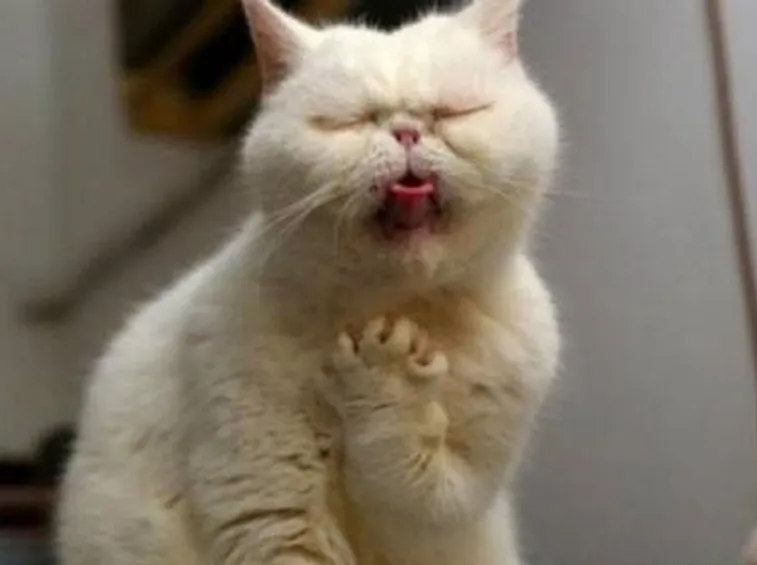 tosse gatto