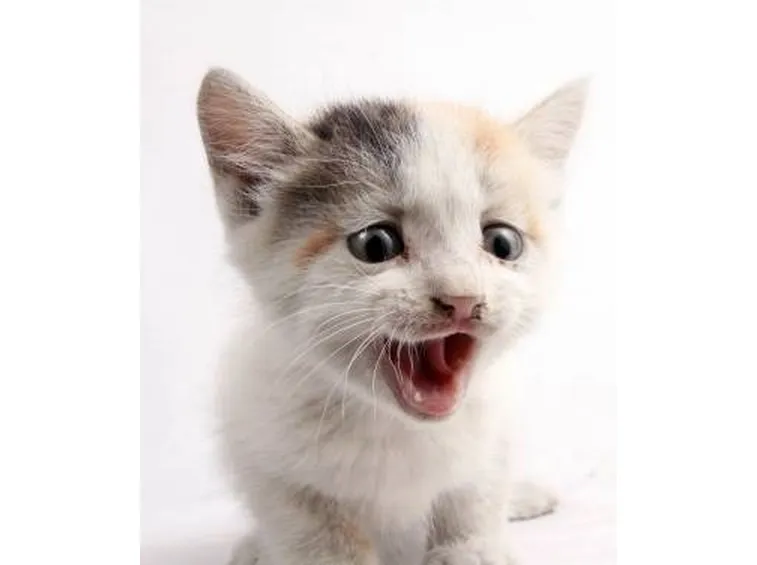 tosse gatto