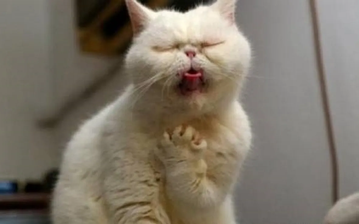 tosse gatto