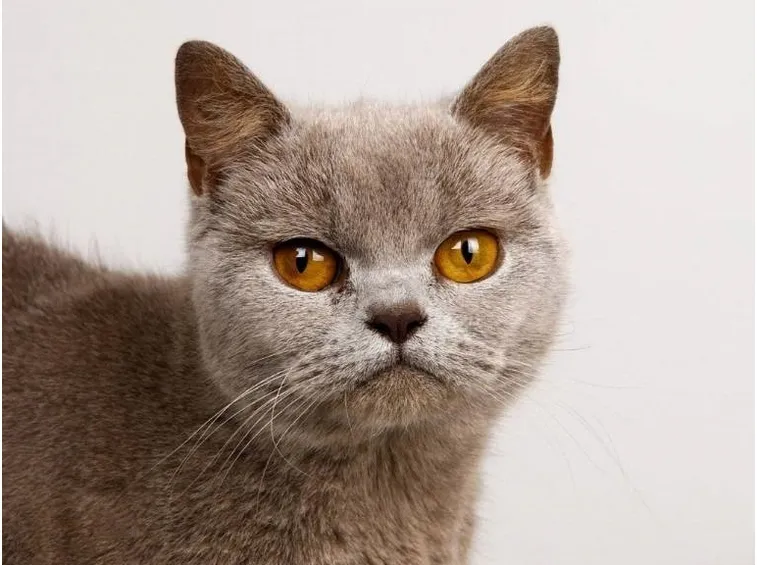 Burmese