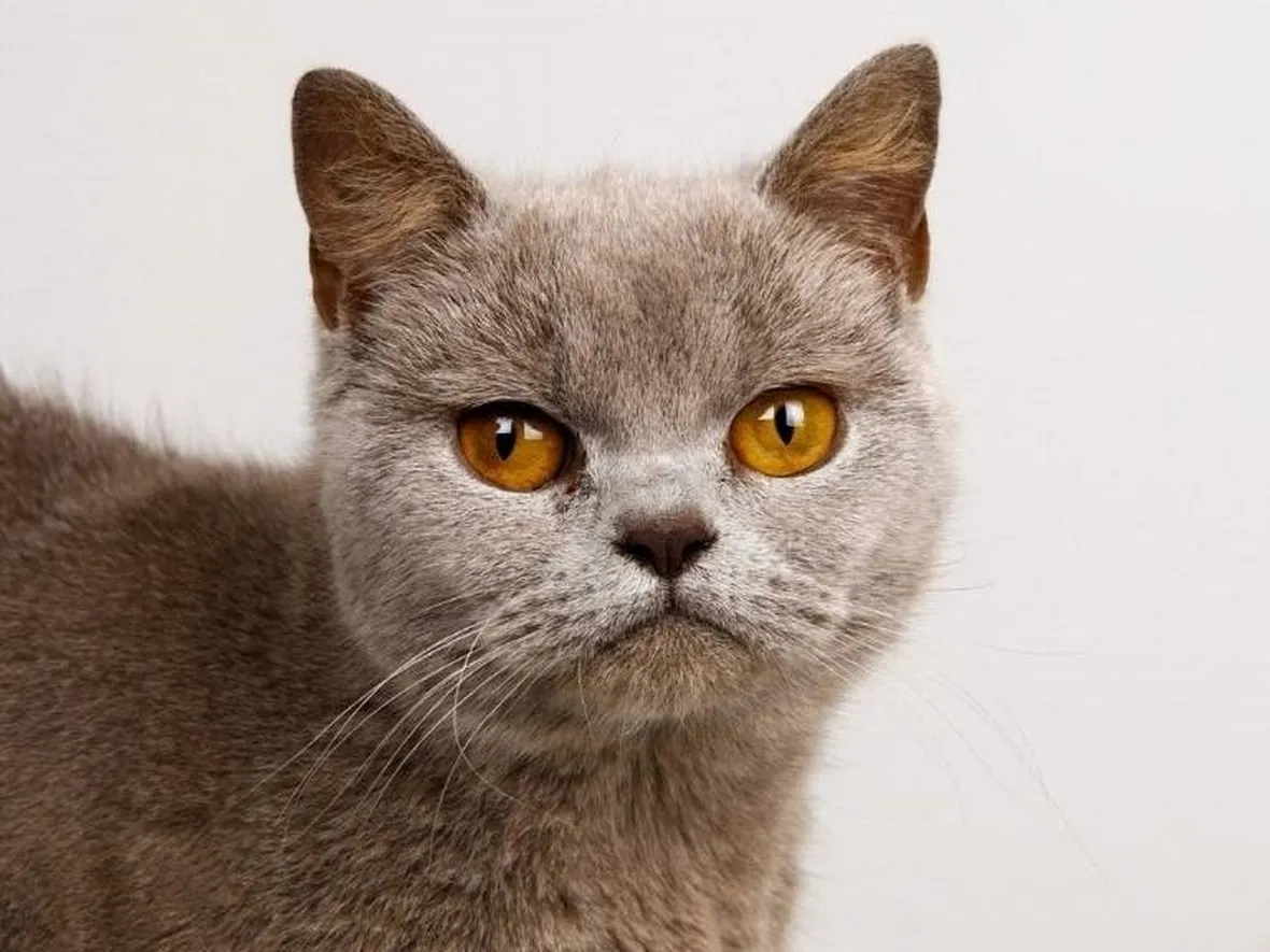 Burmese