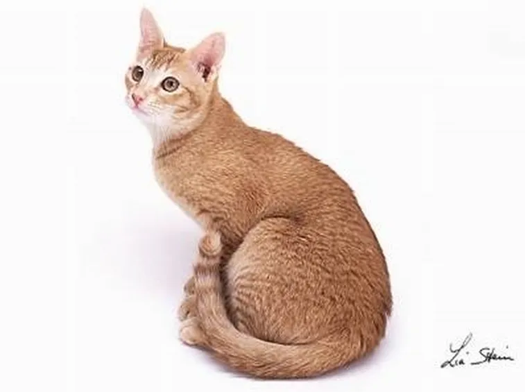 Ceylon