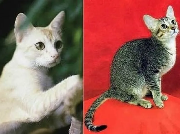Ceylon