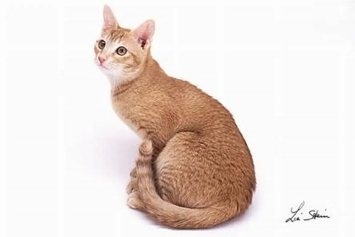 Ceylon