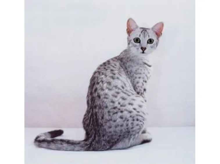 Egyptian Mau
