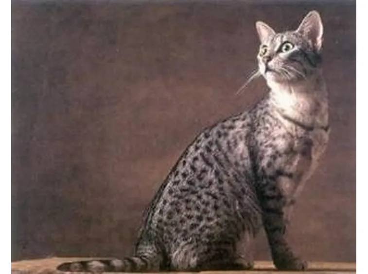 Egyptian Mau