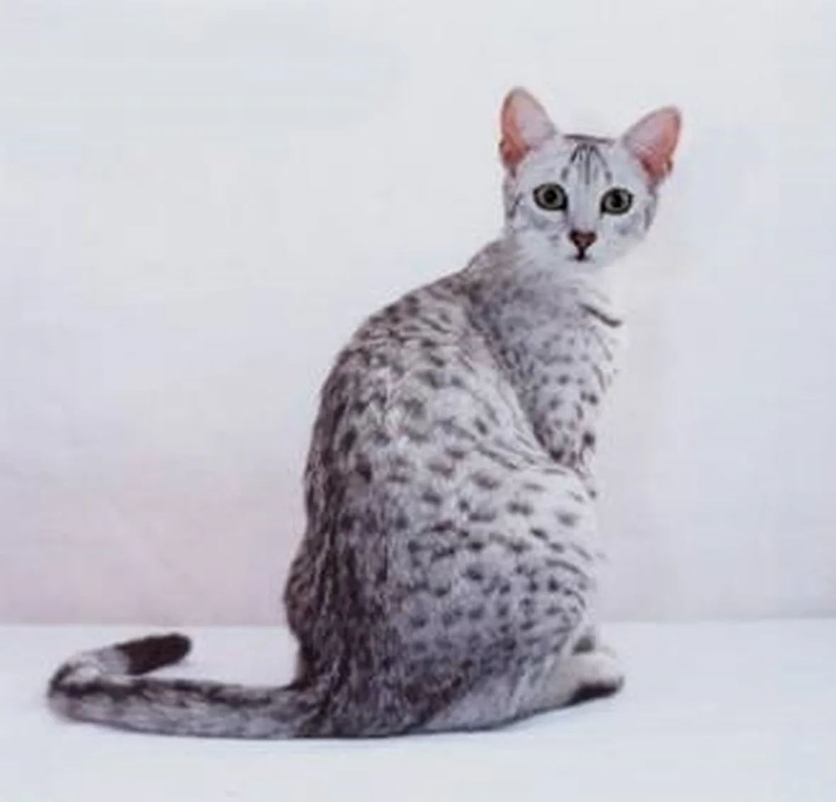 Egyptian Mau