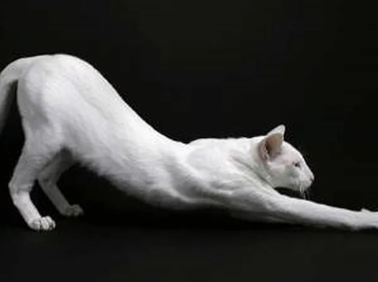Foreign white