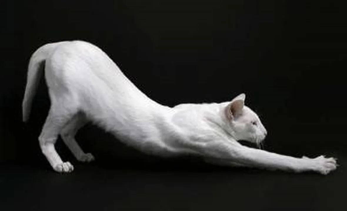 Foreign white