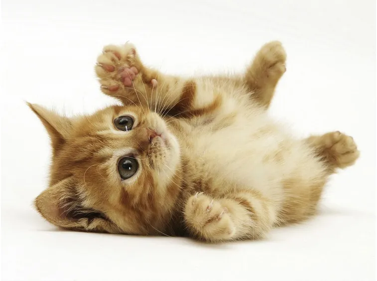 Il gatto rosso europeo è un vivace giocherellone