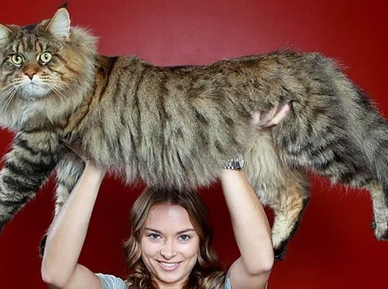 Esemplare di gatto gigante