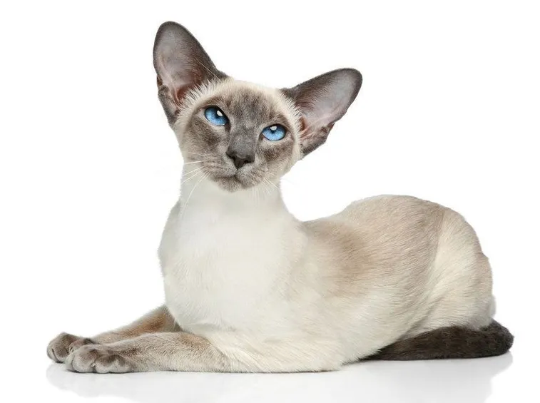 Moderno gatto siamese
