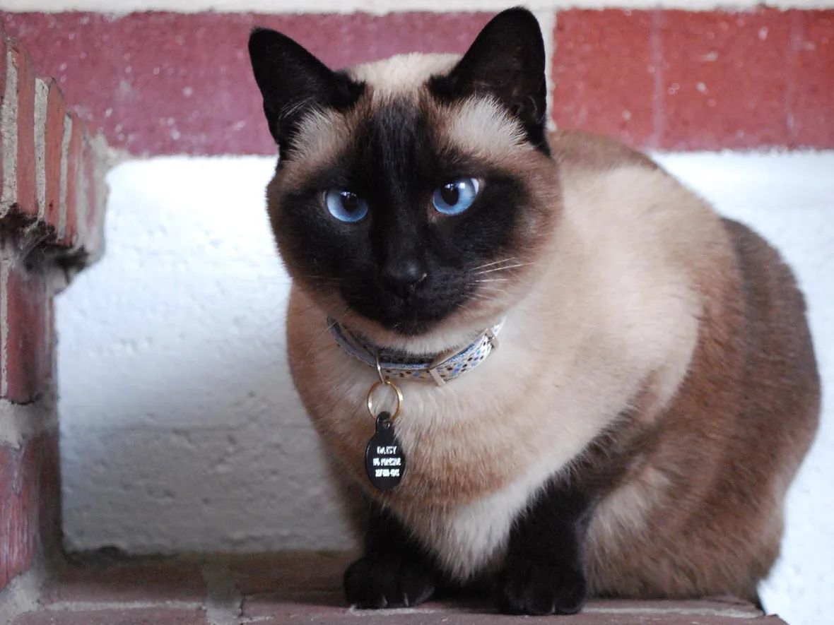 Esemplare di gatto thai