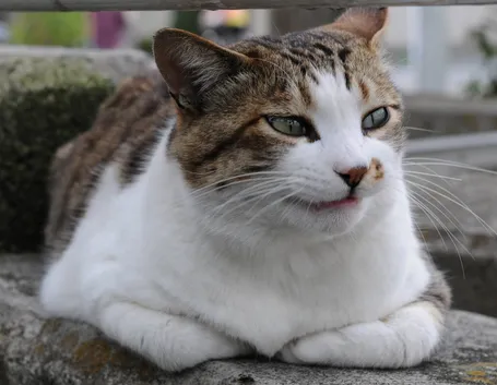 Esemplare di gatto soriano