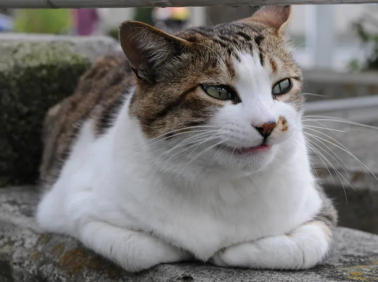 Esemplare di gatto soriano