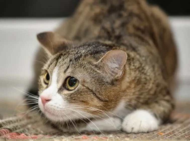 Una posa plastica del gatto soriano
