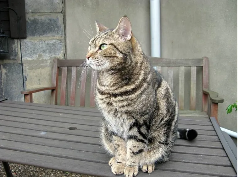Gatto soriano al riposo