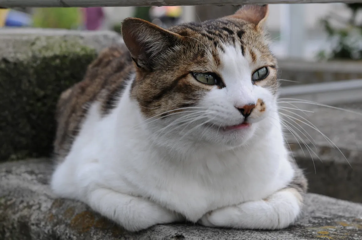 Esemplare di gatto soriano