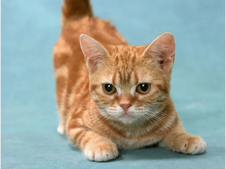 Munchkin