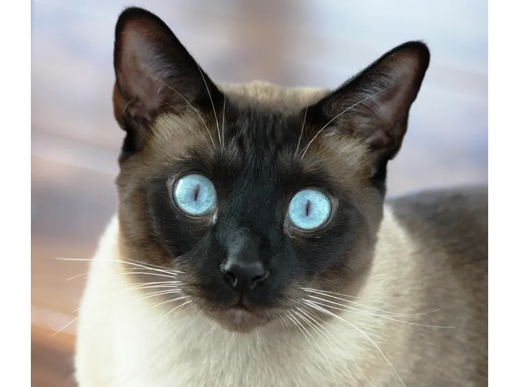 Siamese