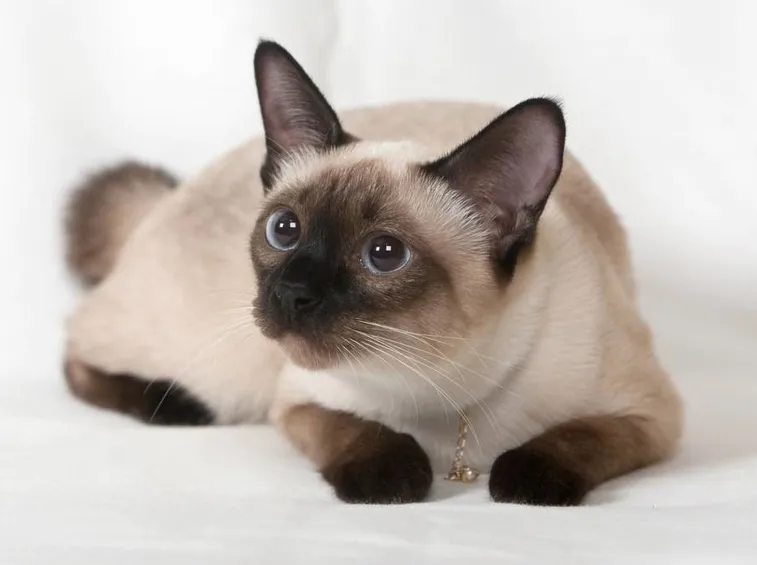 siamese