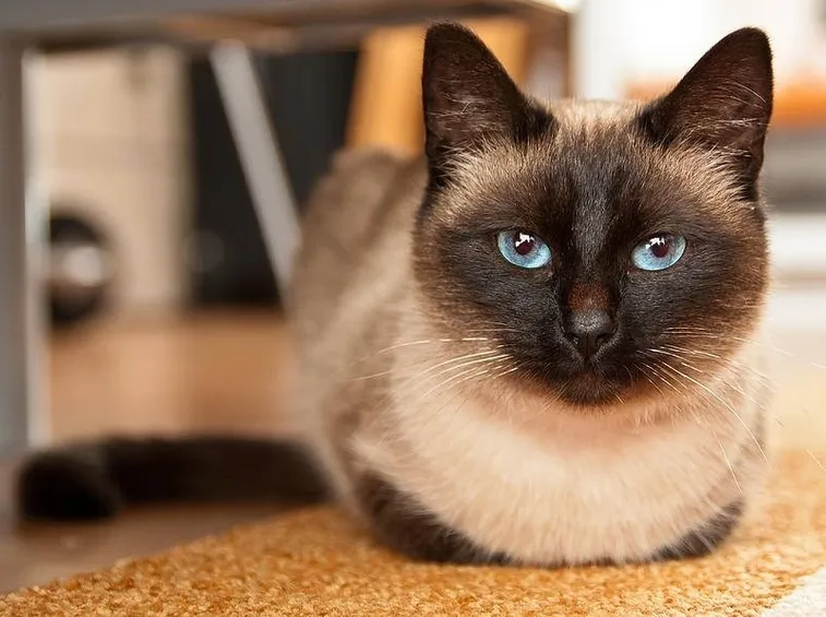 siamese