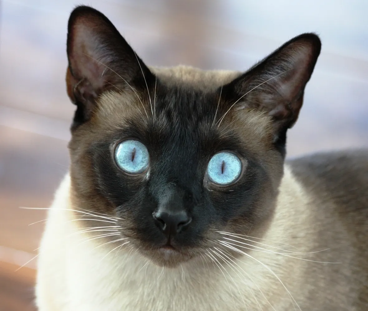 Siamese