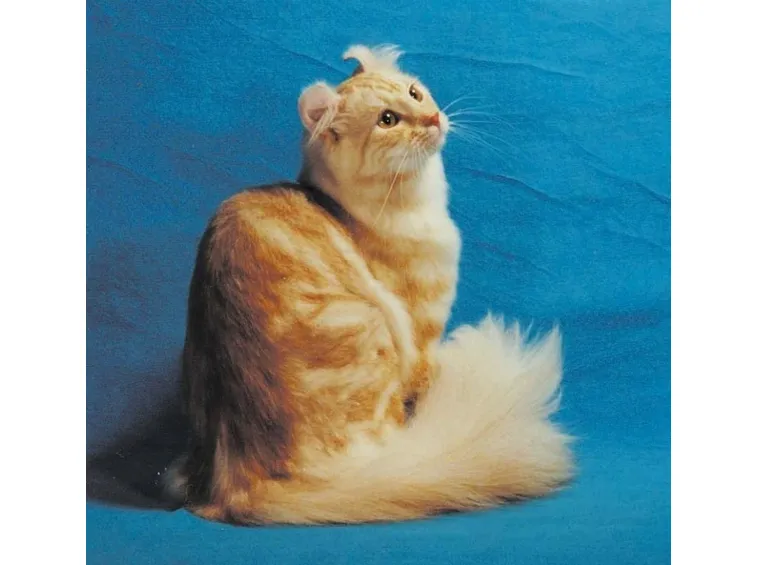 American Curl Longhair