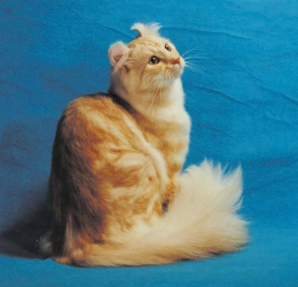 American Curl Longhair
