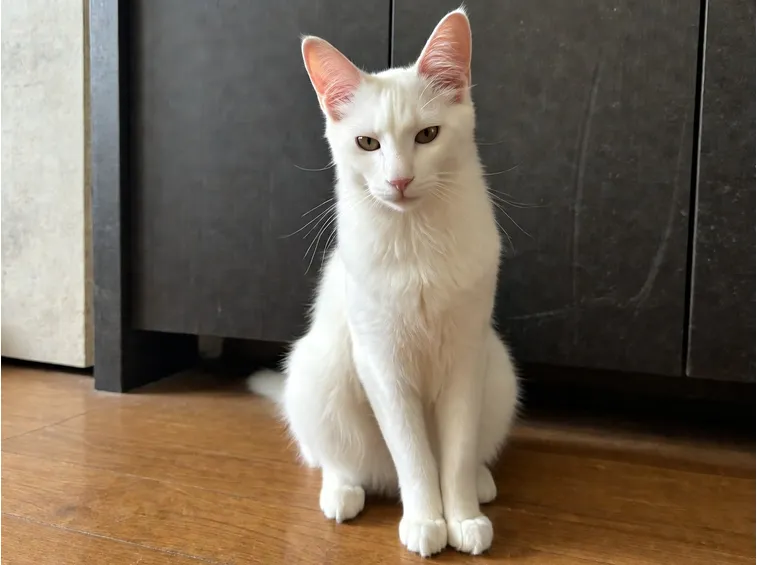 Angora Turco