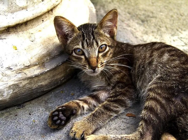 gatto tigre