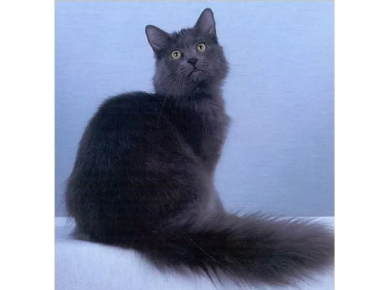 Nebelung