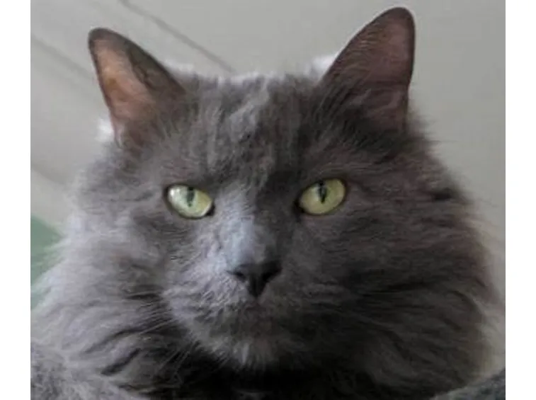 Nebelung
