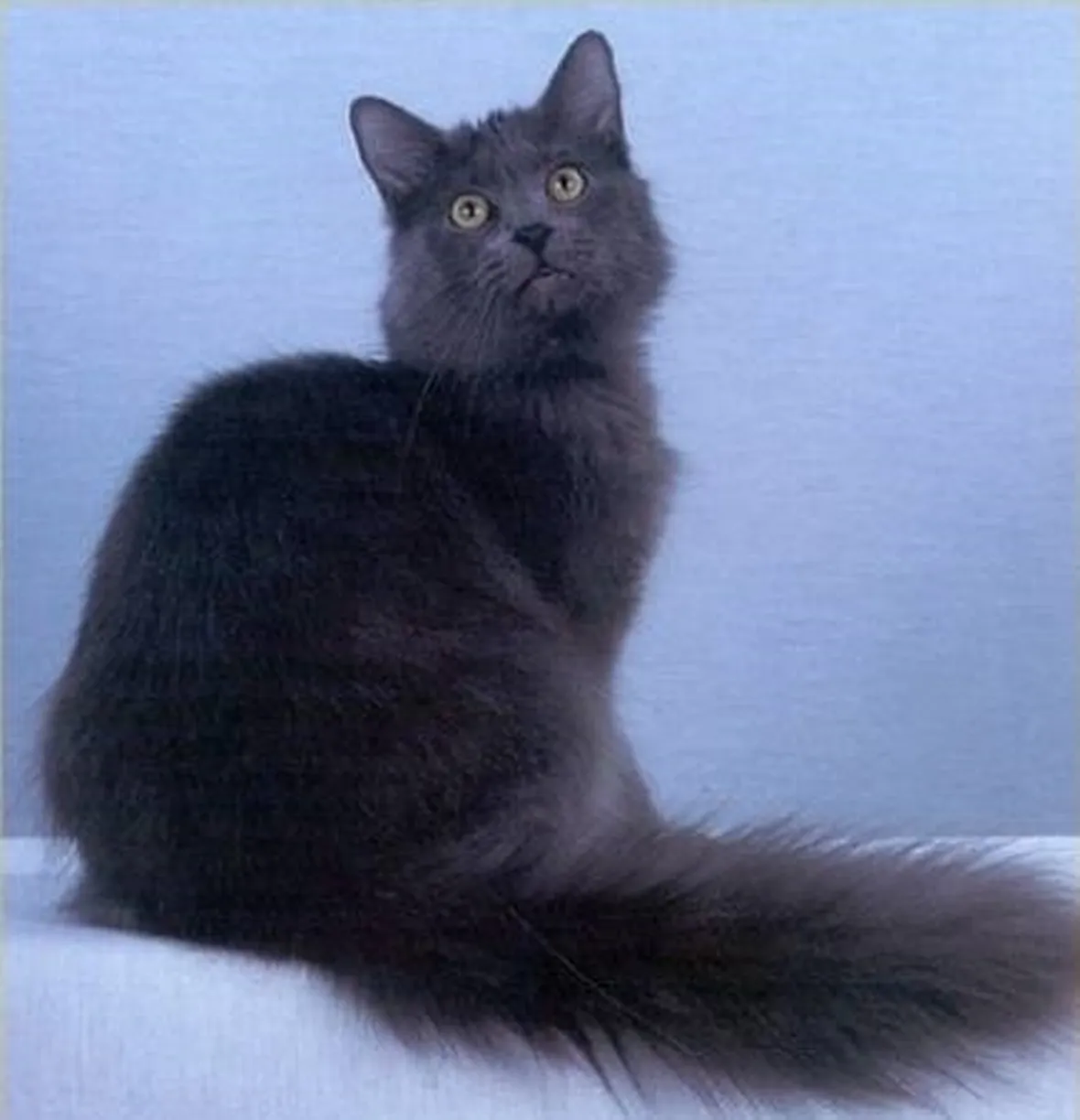 Nebelung