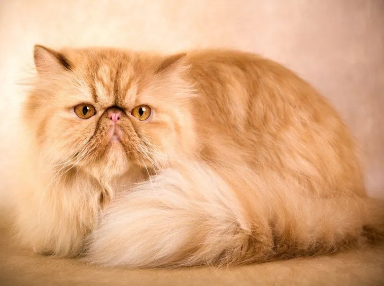 persiano