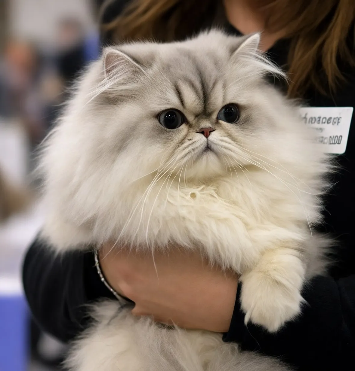 Persiano