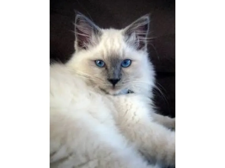 Ragdoll