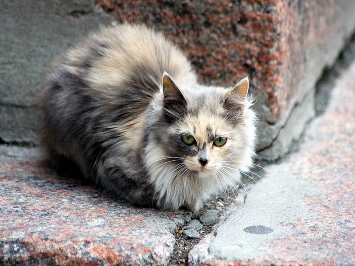 Ragdoll