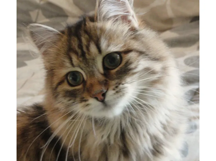 siberiano