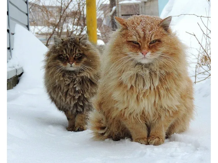siberiani
