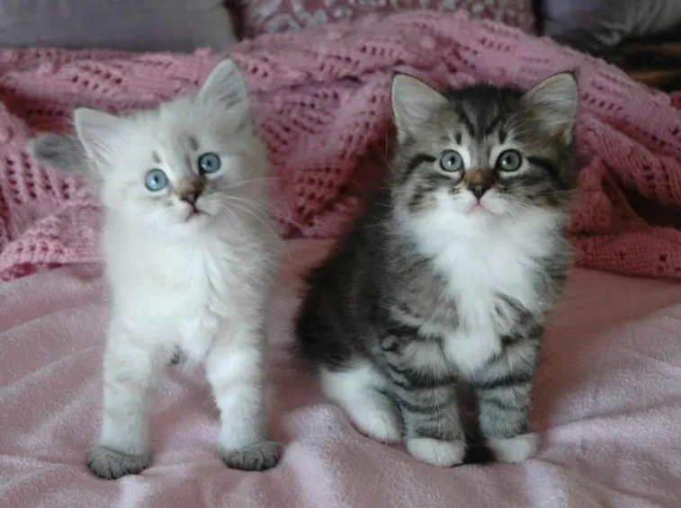 cuccioli