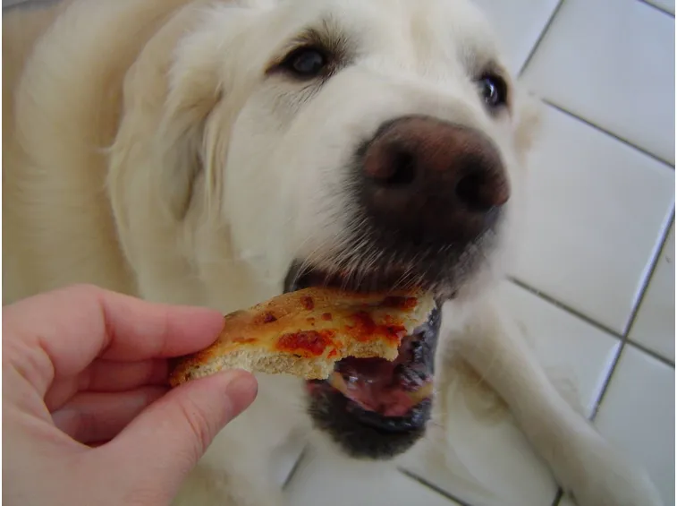 Golden Retriever mangia