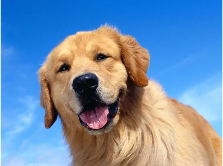 Golden Retriever espressione
